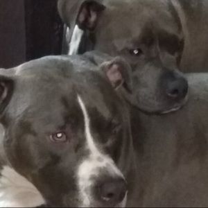 Meet your Posher, Donna